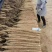 河南内黄县山药麻山药各种规格齐全供超市批发市场等