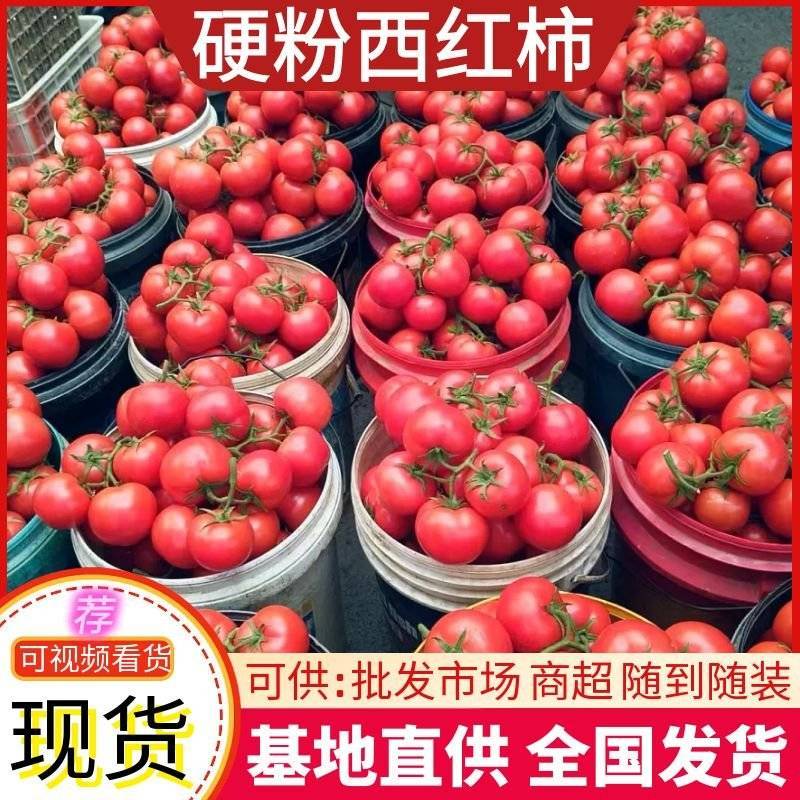 《硬粉西红柿》河北西红柿，大棚种植，大量上现货随发