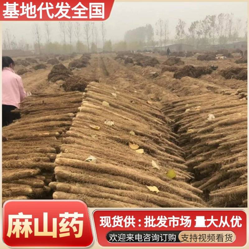 麻山药河北山药大量现货上市中现挖现发全国发货