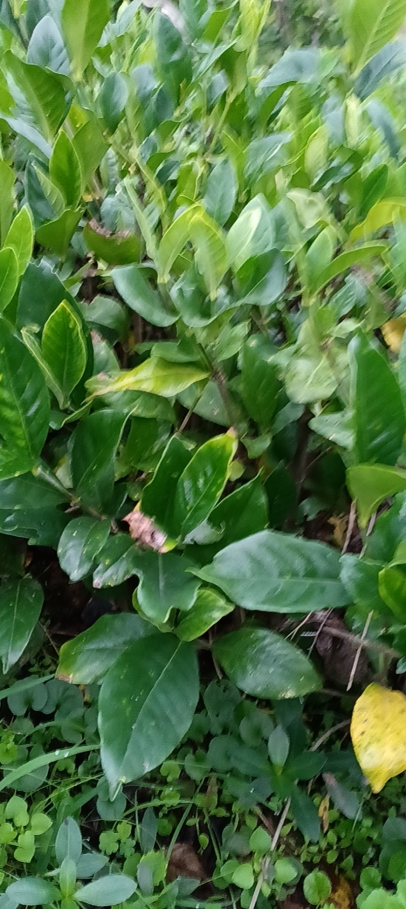 大叶栀子花地苗一