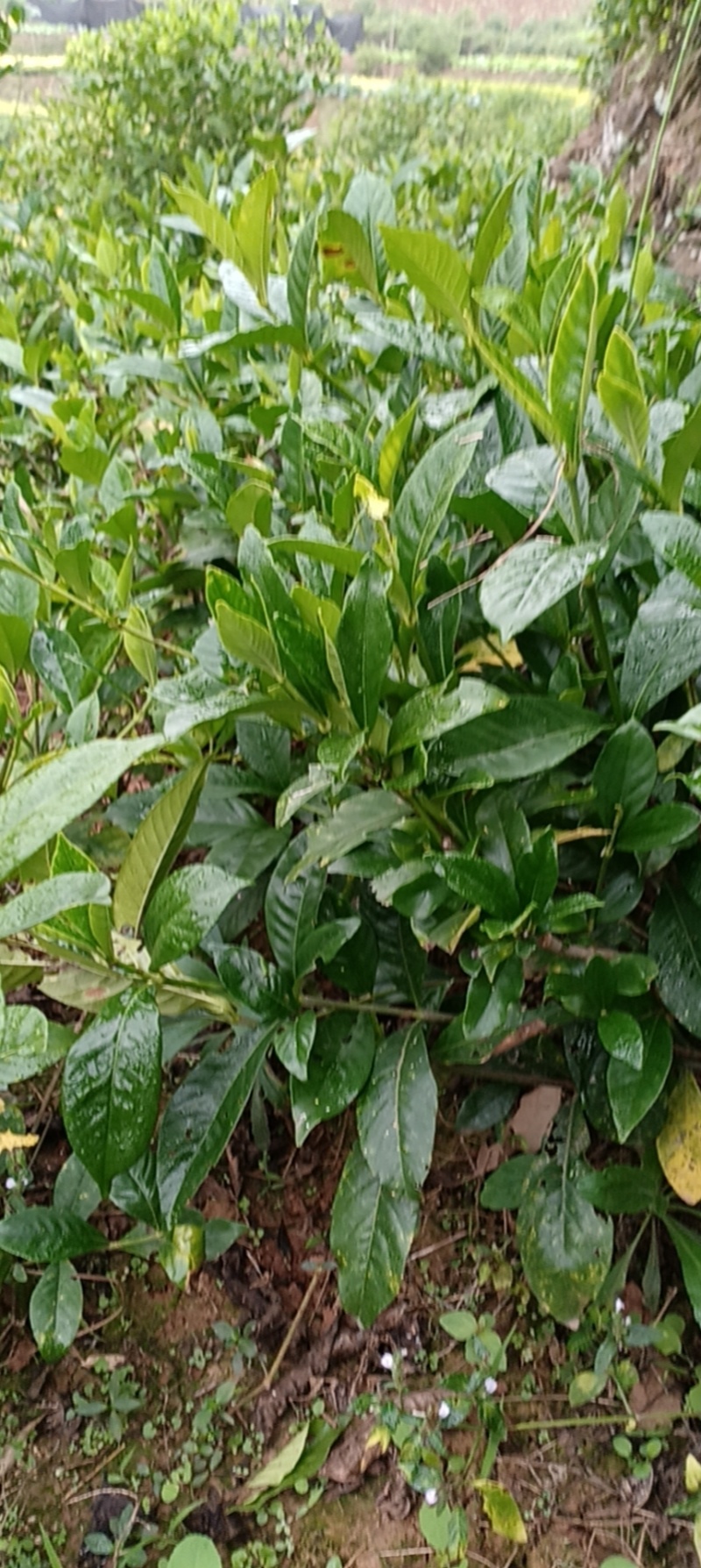 大叶栀子花地苗一