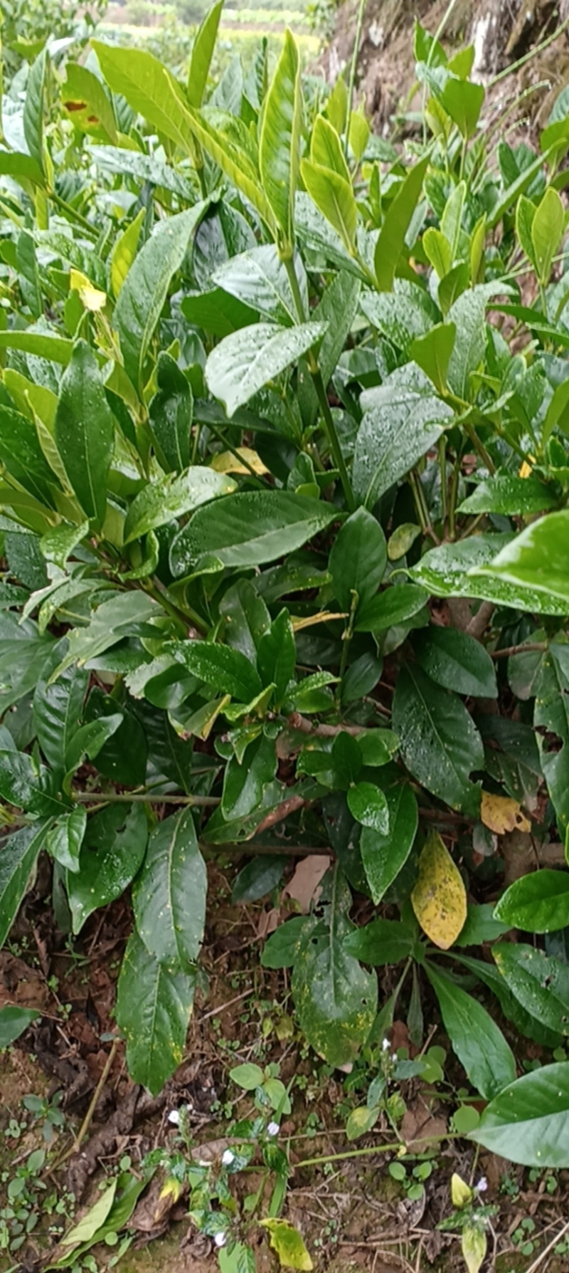 大叶栀子花地苗一