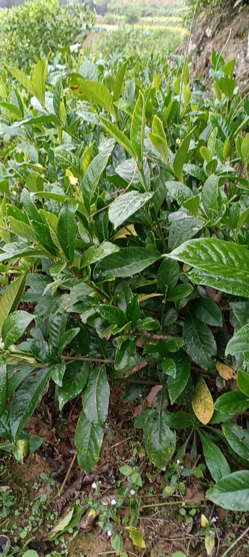 大叶栀子花地苗一