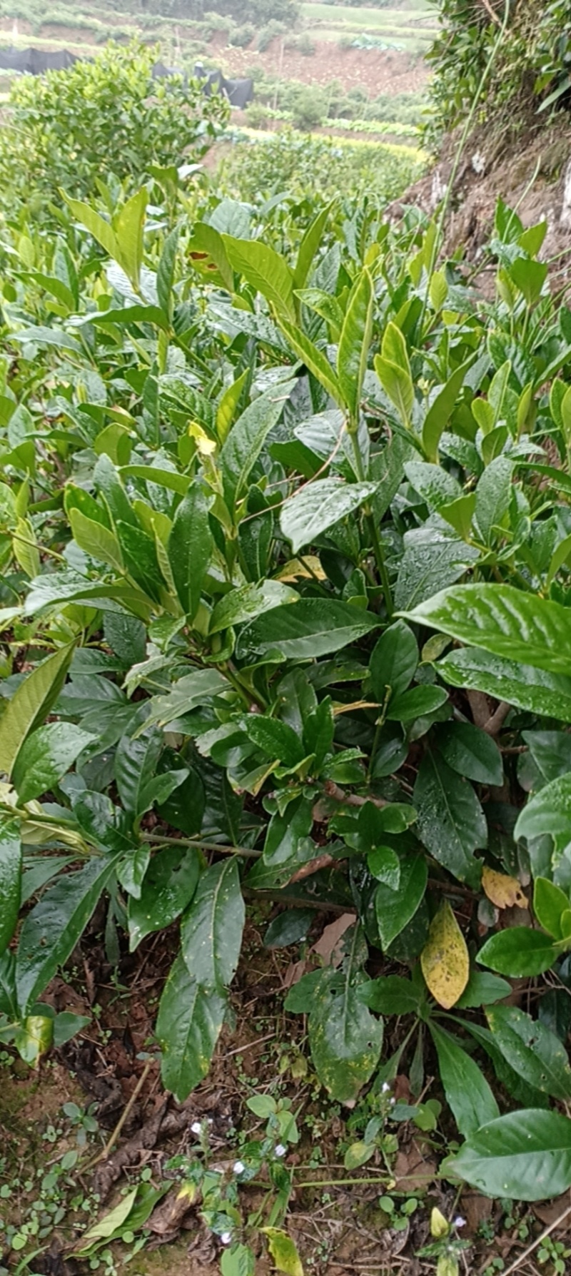 大叶栀子花地苗一