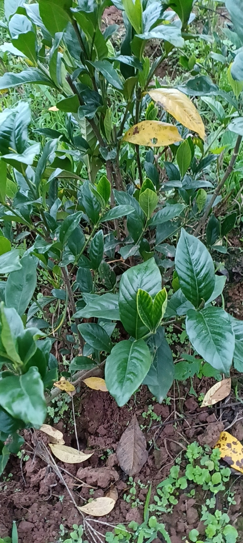 大叶栀子花地苗一