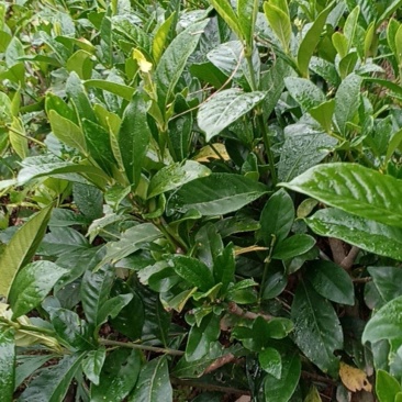 大叶栀子花地苗一
