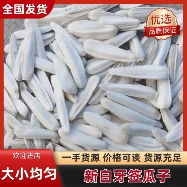24年新白牙签瓜子货源充足量大从优质量保证欢迎咨询