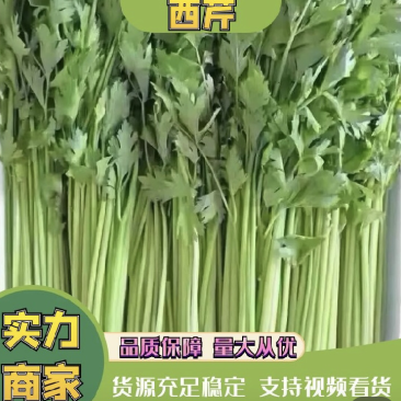 【荐】精品芹菜产地直发可视频看货需要的老板与我联系