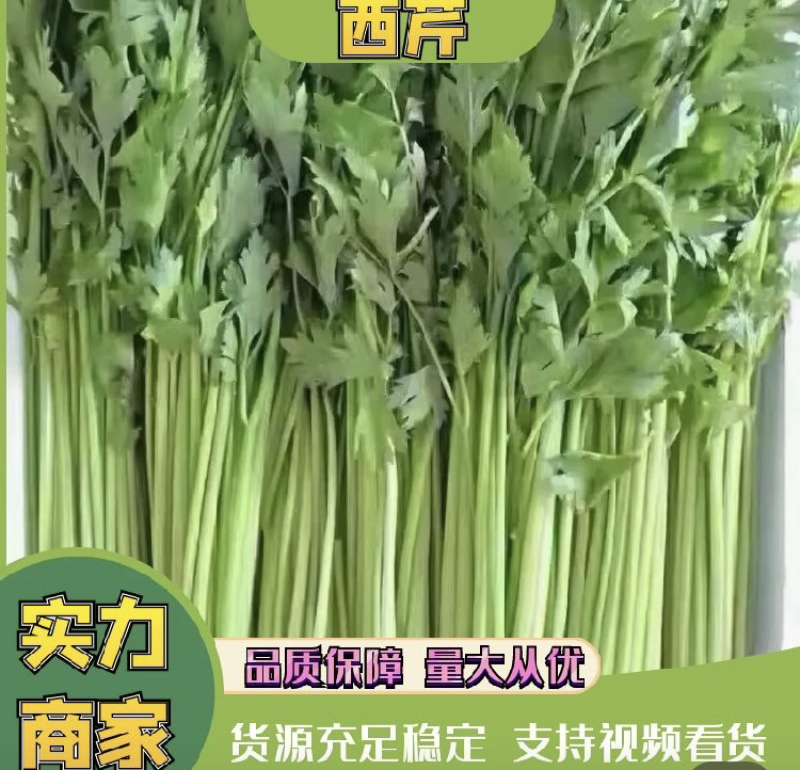【荐】精品芹菜产地直发可视频看货需要的老板与我联系