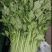 【荐】精品芹菜产地直发可视频看货需要的老板与我联系