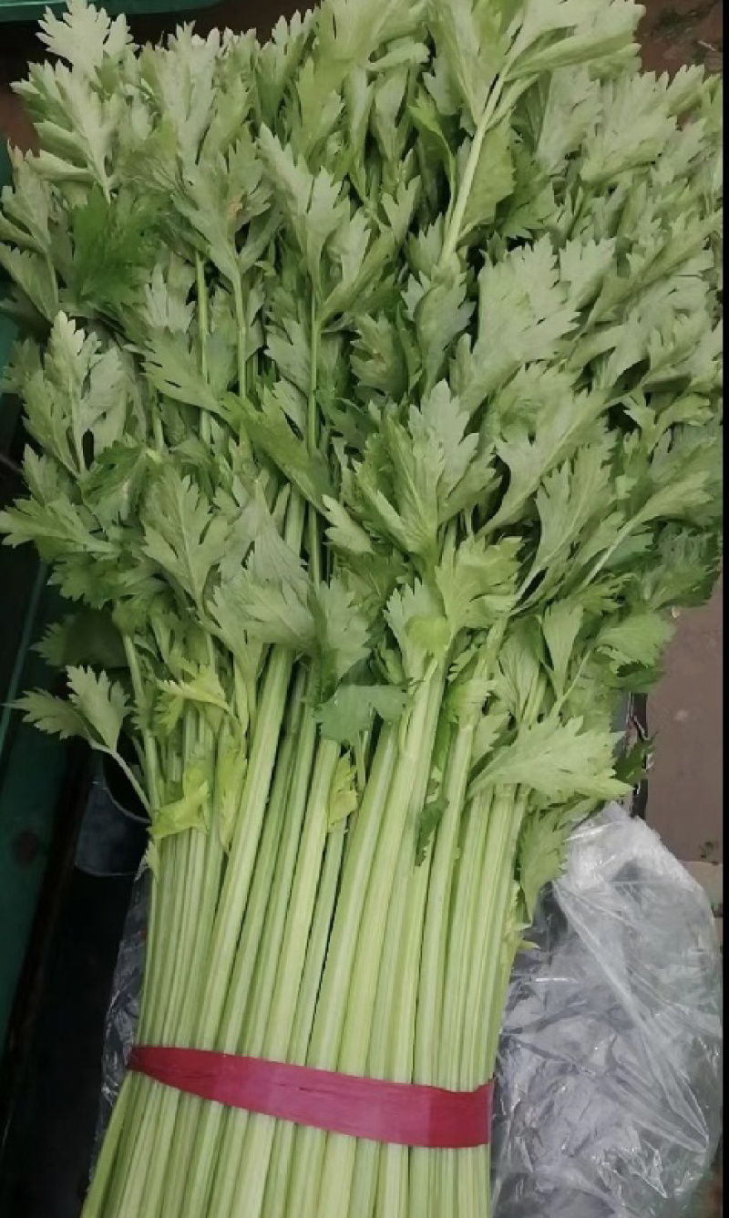【荐】精品芹菜产地直发可视频看货需要的老板与我联系