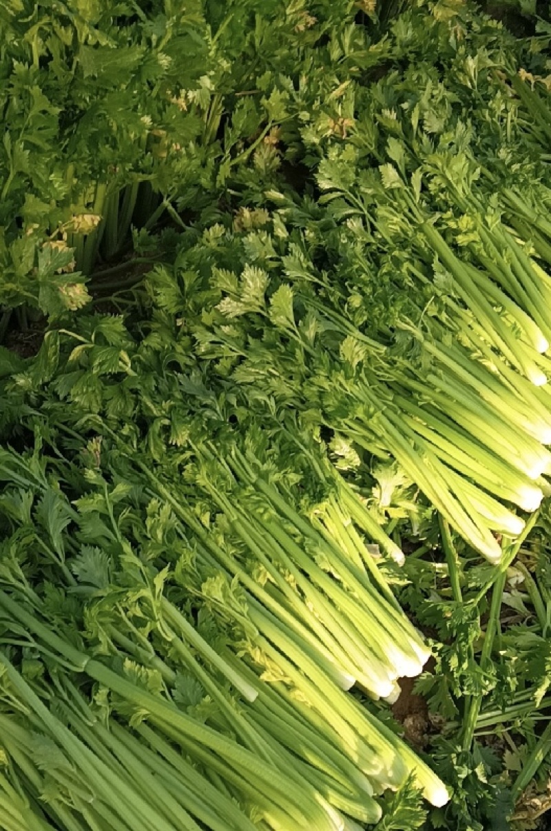 【荐】精品芹菜产地直发可视频看货需要的老板与我联系