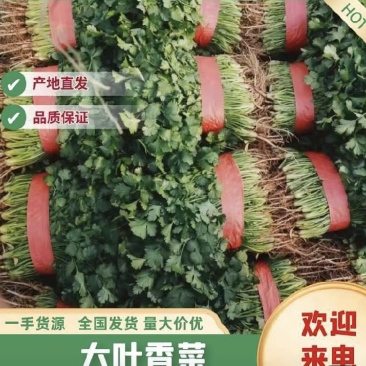 【推荐】精品香菜产地直发大量现货叶面干净可视频看货