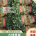 【推荐】精品香菜产地直发大量现货叶面干净可视频看货