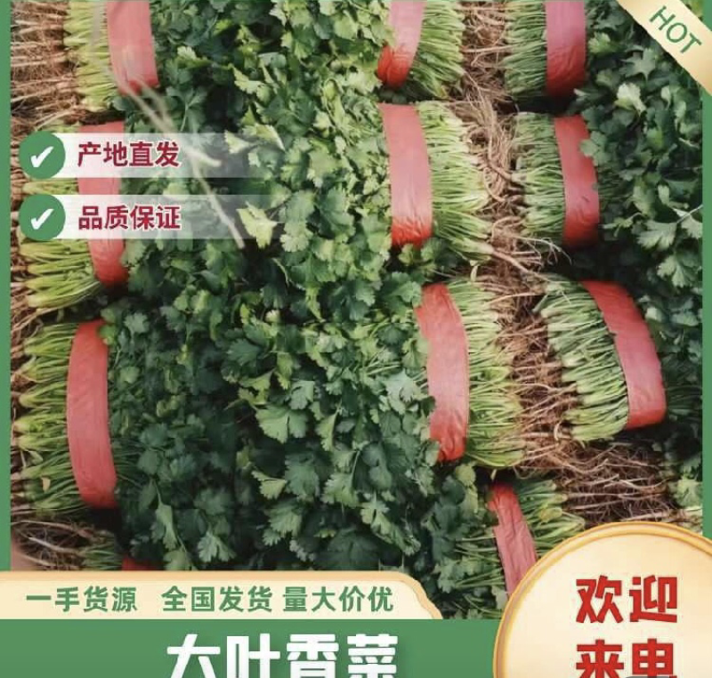 【推荐】精品香菜产地直发大量现货叶面干净可视频看货