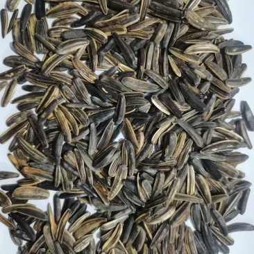 精品瓜子狼牙瓜子货源充足量大从优质量保证欢迎咨询