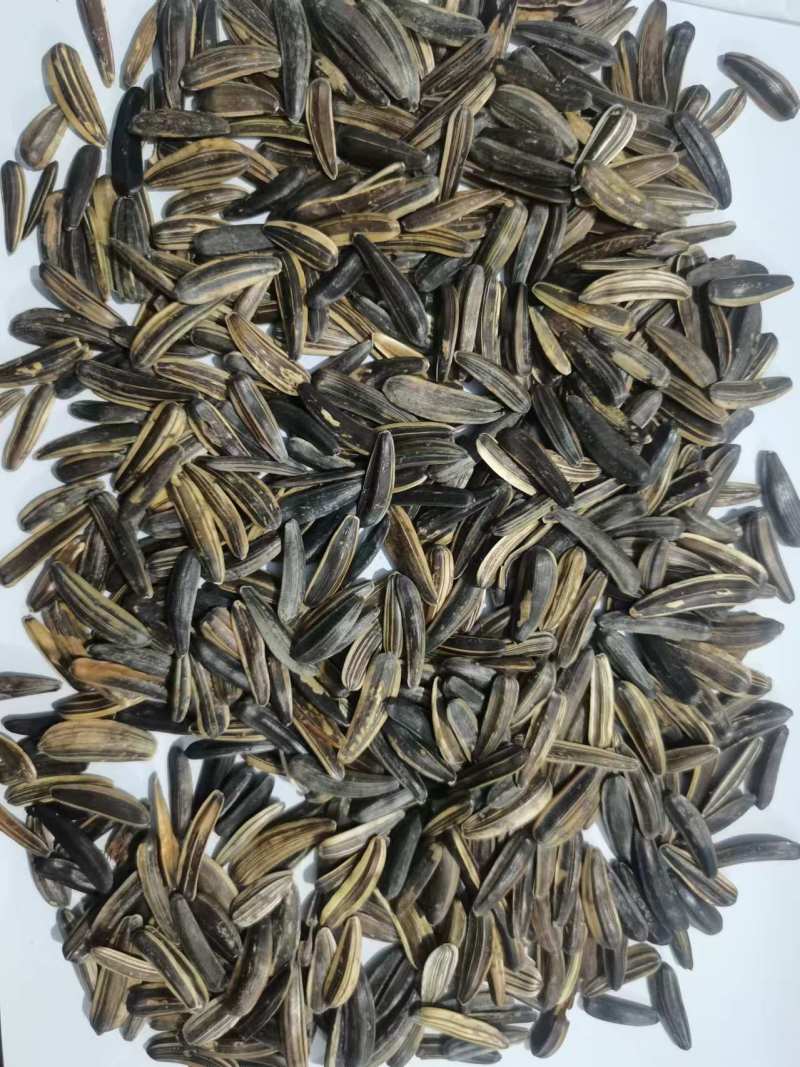 精品瓜子狼牙瓜子货源充足量大从优质量保证欢迎咨询