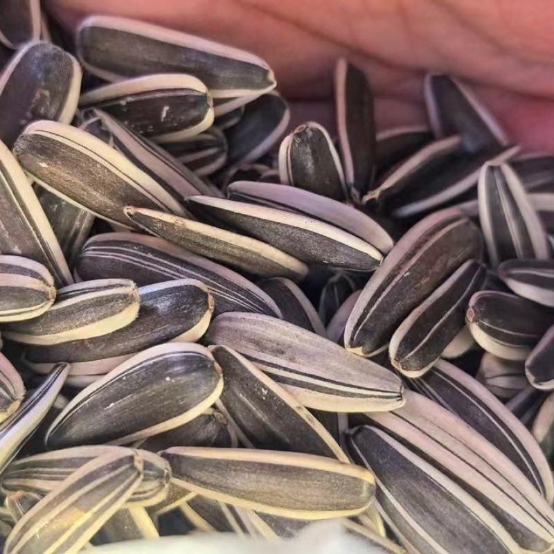 精品瓜子原味瓜子厂家供应量大从优质量保证欢迎咨询下单