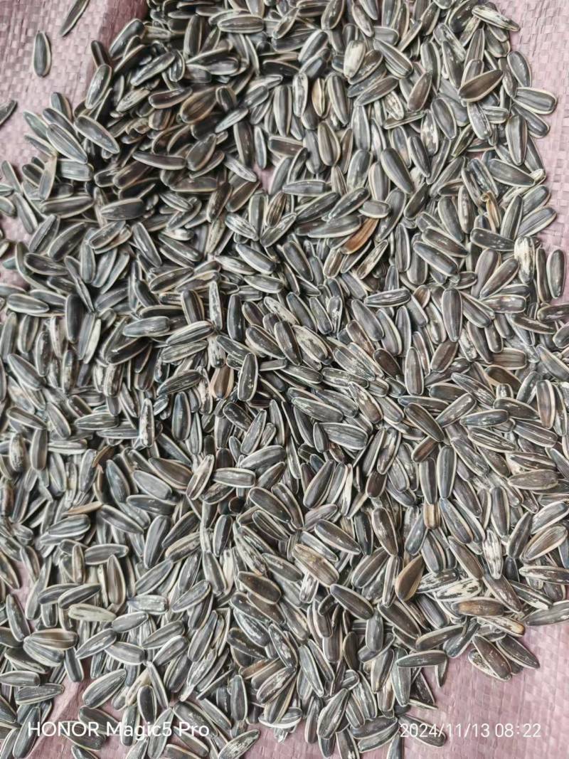 精品瓜子原味瓜子厂家供应量大从优质量保证欢迎咨询下单