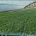 大口感番茄苗沙瓤糖分高脆甜西红柿苗水果番茄苗