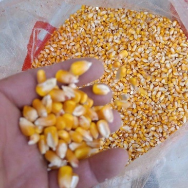 湿玉米大量供应物美价廉，今年的现粮老百姓，农户家现场回收