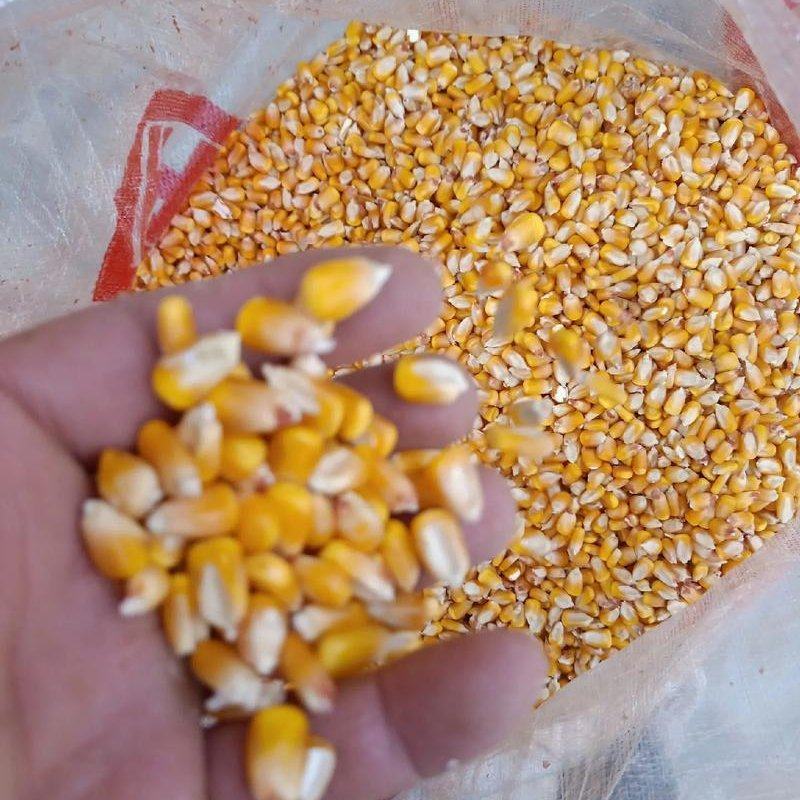湿玉米大量供应物美价廉，今年的现粮老百姓，农户家现场回收