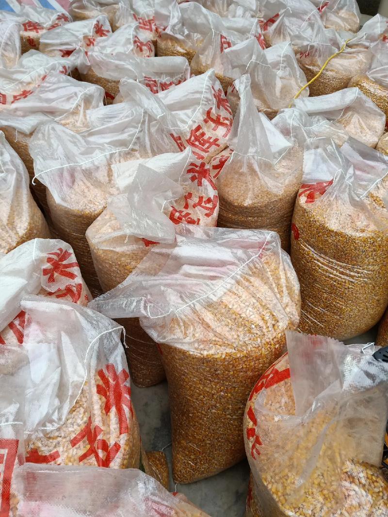 湿玉米大量供应物美价廉，今年的现粮老百姓，农户家现场回收