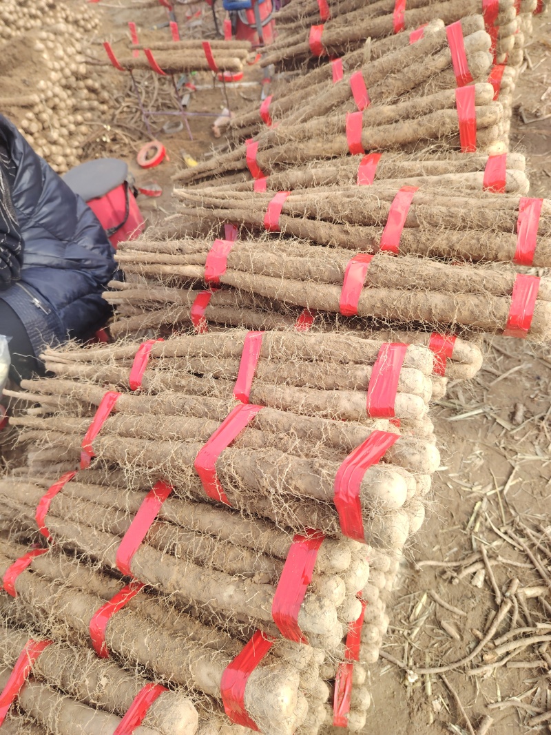 （精品）麻山药，1路，2路，3路，欢迎新老顾客