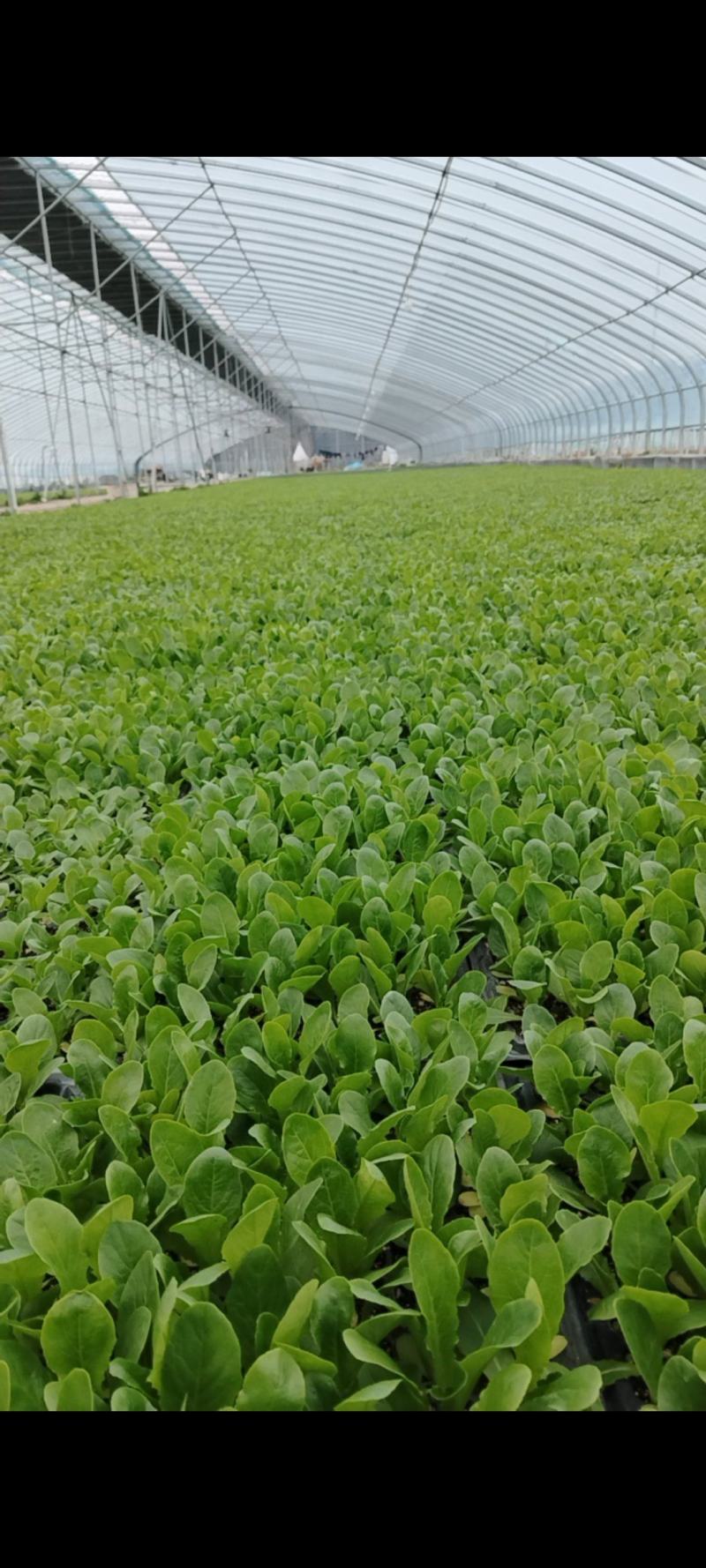 精品莴苣苗，青叶圆叶莴苣苗，红叶莴苣苗，优质莴苣苗莴笋苗