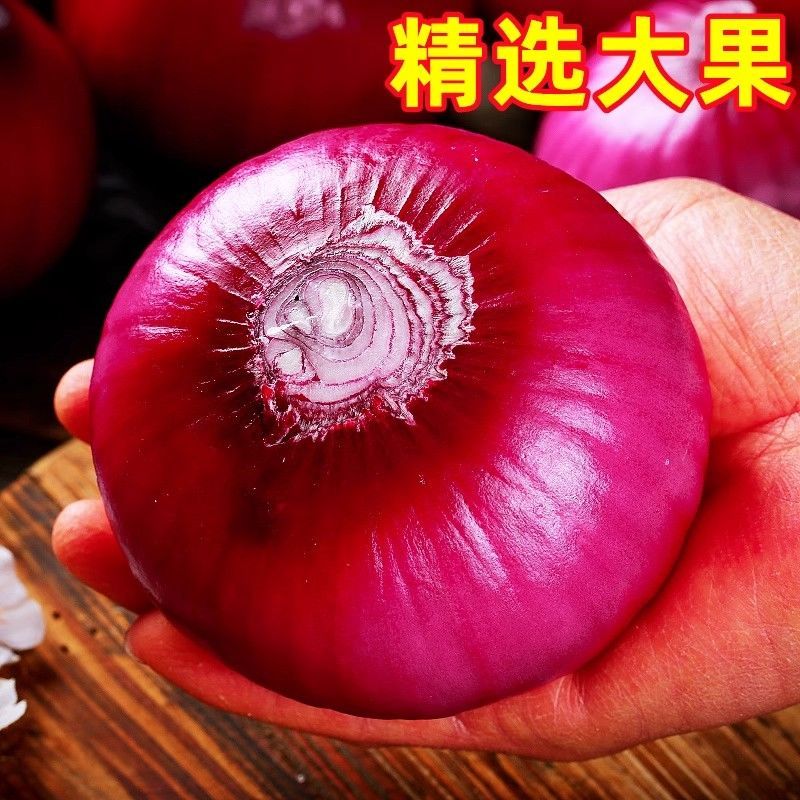 【全网低价】精选红紫皮洋葱葱头当季圆洋葱皮芽子新鲜凉拌生
