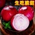 【全网低价】精选红紫皮洋葱葱头当季圆洋葱皮芽子新鲜凉拌生