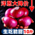 【全网低价】精选红紫皮洋葱葱头当季圆洋葱皮芽子新鲜凉拌生