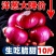 【全网低价】精选红紫皮洋葱葱头当季圆洋葱皮芽子新鲜凉拌生