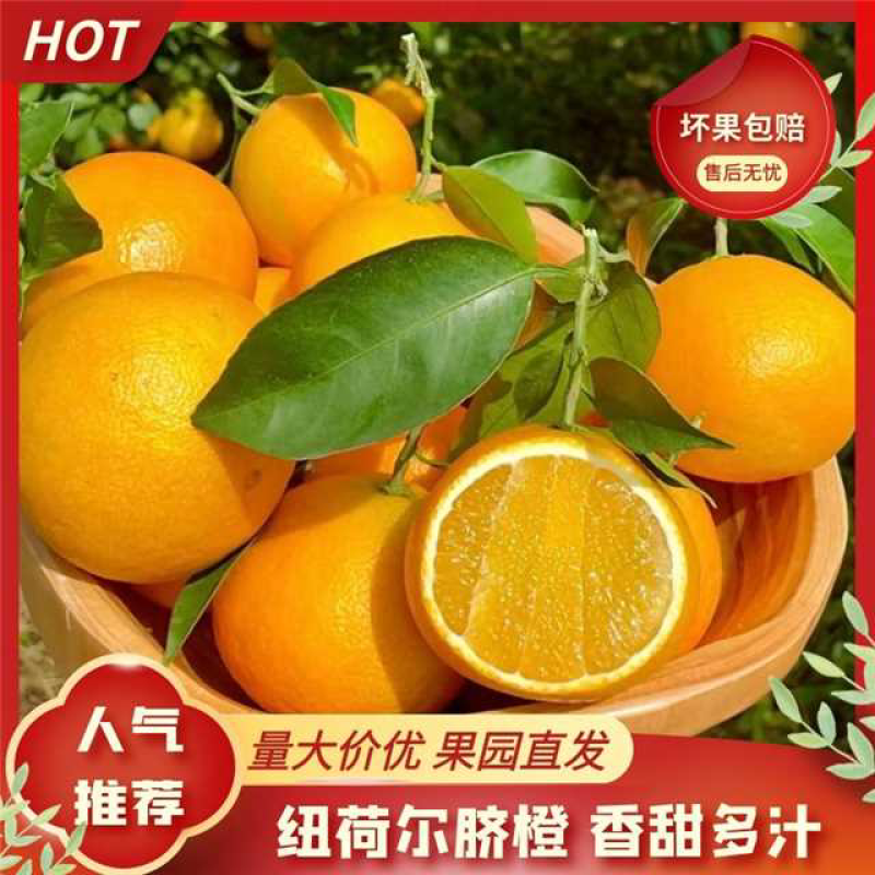 湖南湘西纽荷尔脐橙大量上市中欢迎各类客商对接。
