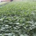 口感番茄种子口感好糖度高基地直发沙瓤产量高抗病毒强力推荐