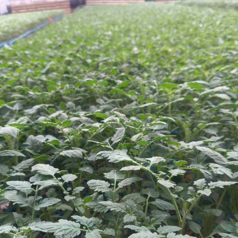 口感番茄种子口感好糖度高基地直发沙瓤产量高抗病毒强力推荐