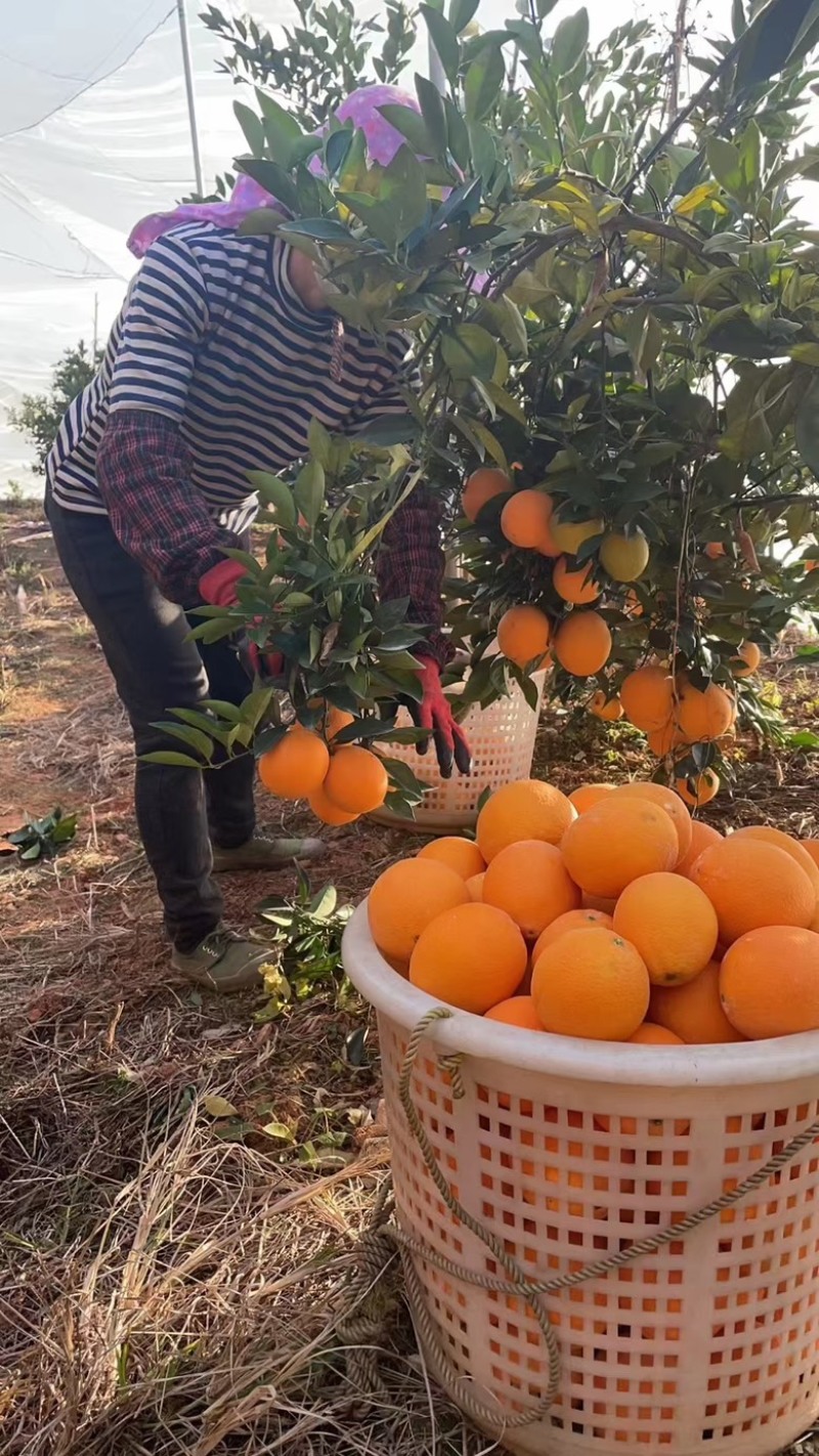 湖南湘西纽荷尔脐橙大量上市中欢迎各类客商对接。