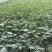 口感番茄种子口感好糖度高基地直发沙瓤产量高抗病毒强力推荐