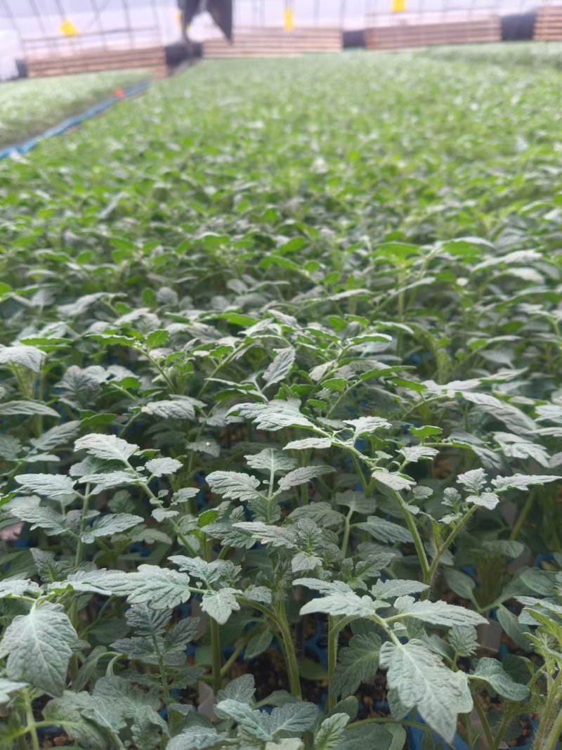 口感番茄种子口感好糖度高基地直发沙瓤产量高抗病毒强力推荐