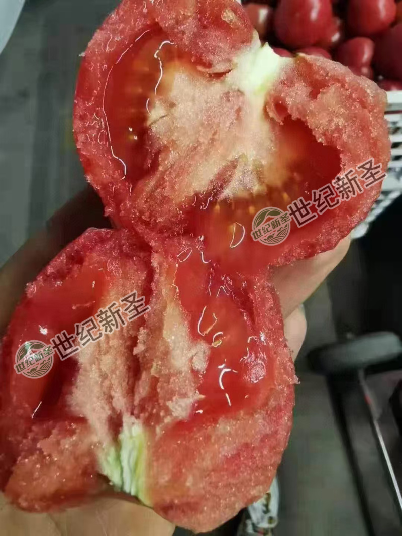 口感番茄种子口感好糖度高基地直发沙瓤产量高抗病毒强力推荐