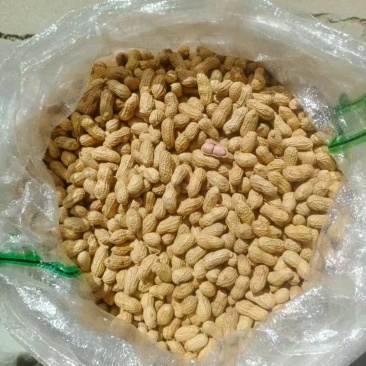 山东新货小白沙花生带売生花生批发