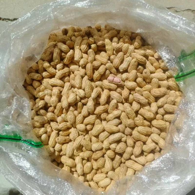 山东新货小白沙花生带売生花生批发