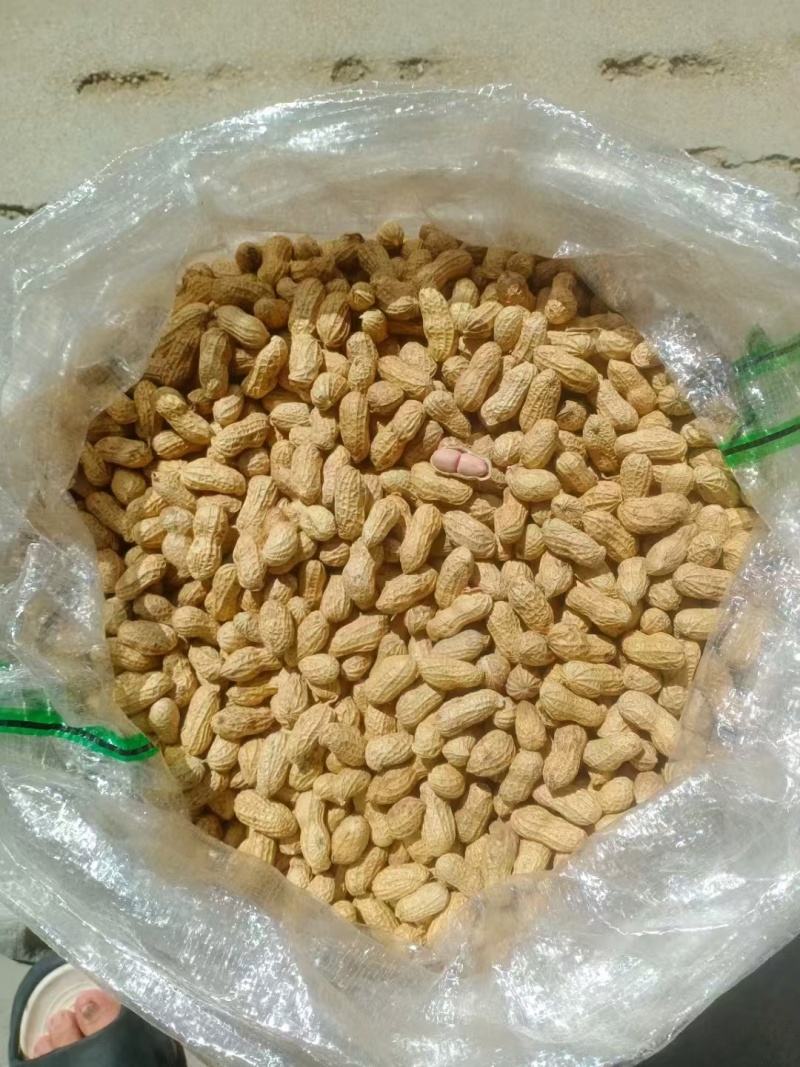 山东新货小白沙花生带売生花生批发