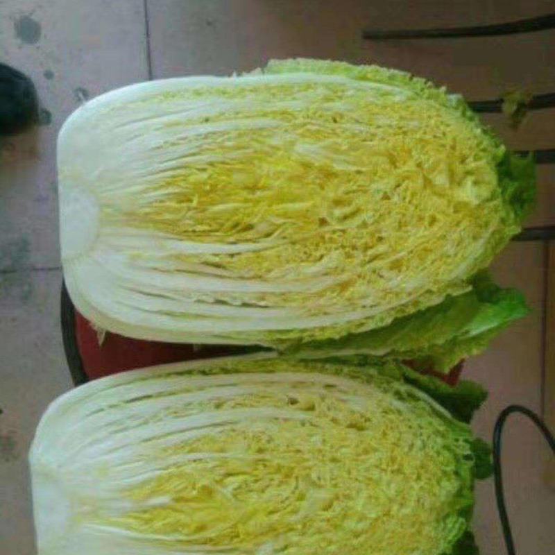 湖北白菜黄心白菜，保质保量量大价优，产地发货！货发全国！
