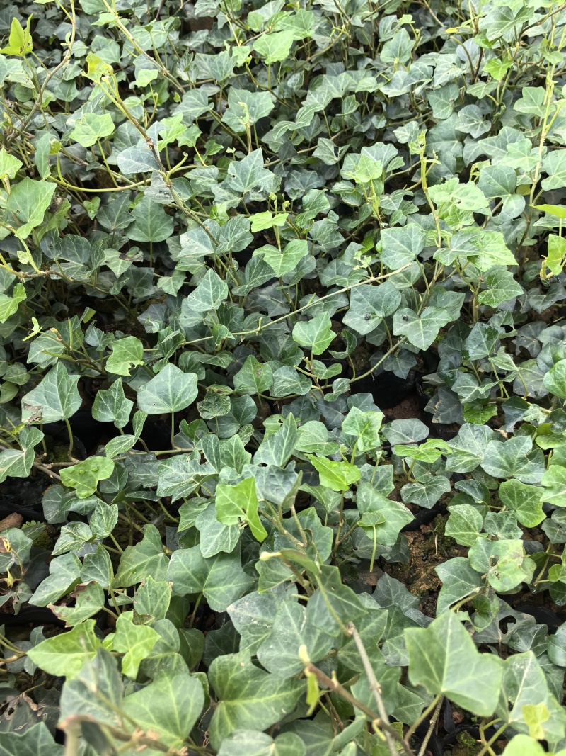 苗圃直供常绿爬藤常青藤杯苗常青藤地苗爬山虎杯苗爬山虎地苗
