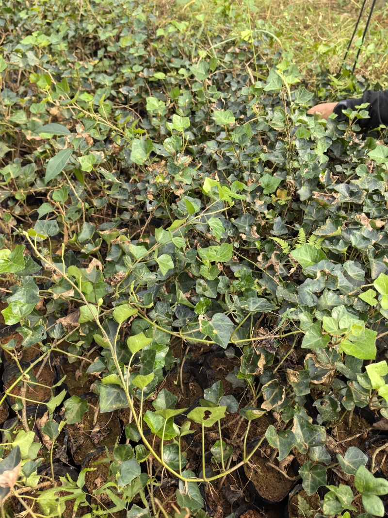 苗圃直供常绿爬藤常青藤杯苗常青藤地苗爬山虎杯苗爬山虎地苗