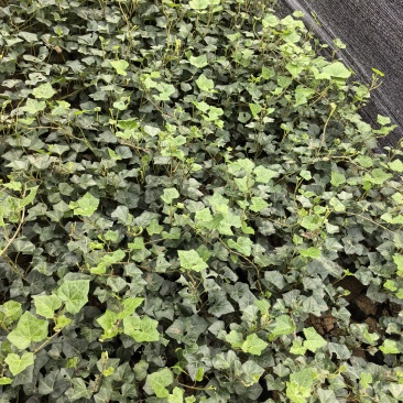 苗圃直供常绿爬藤常青藤杯苗常青藤地苗爬山虎杯苗爬山虎地苗