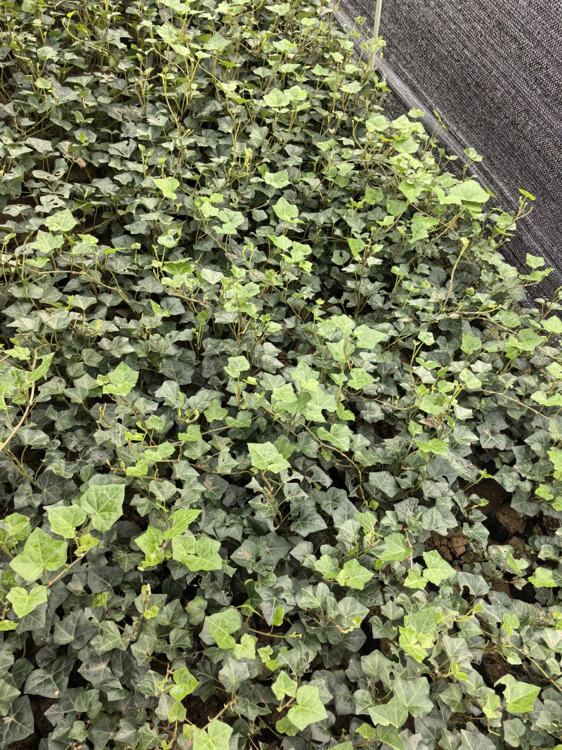 苗圃直供常绿爬藤常青藤杯苗常青藤地苗爬山虎杯苗爬山虎地苗