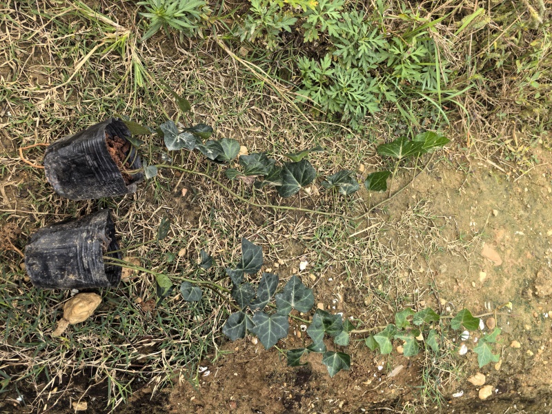 苗圃直供常绿爬藤常青藤杯苗常青藤地苗爬山虎杯苗爬山虎地苗