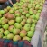 【精品】新梨七号皮薄产地直发货源充足欢迎咨询合作